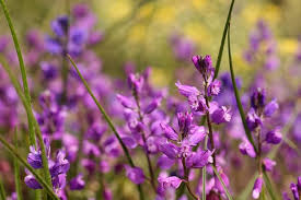 Attēlu rezultāti vaicājumam “Polygala vulgaris flower”