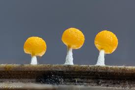 Attēlu rezultāti vaicājumam “Physarum, Nannengaella sp.”