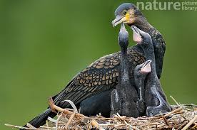 Attēlu rezultāti vaicājumam “Phalacrocorax carbo adult”