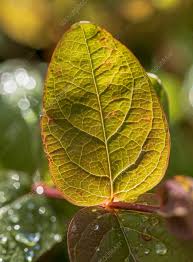 Attēlu rezultāti vaicājumam “Hypericum perforatum leaf”