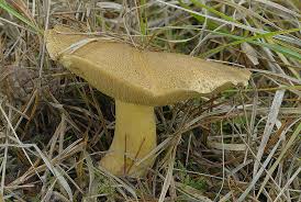 Attēlu rezultāti vaicājumam “Suillus variegatus”