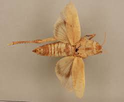 Attēlu rezultāti vaicājumam “Brachycera”