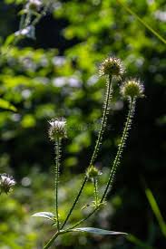 Image result for Dipsacus pilosus
