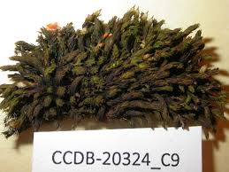 Attēlu rezultāti vaicājumam “Orthotrichum anomalum”