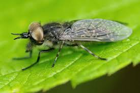 Attēlu rezultāti vaicājumam “Haematopota sp.”