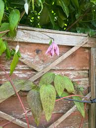Attēlu rezultāti vaicājumam “Clematis leaf”