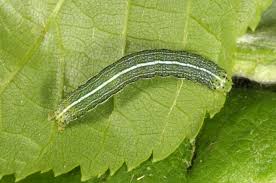 Attēlu rezultāti vaicājumam “Orthosia incerta”