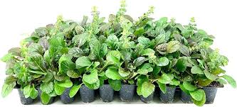 Attēlu rezultāti vaicājumam “Ajuga reptans”