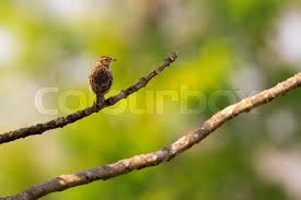 Image result for Locustella lanceolata