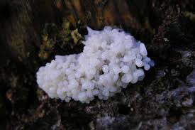 Attēlu rezultāti vaicājumam “Symphytocarpus sp.”