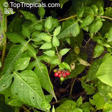 Attēlu rezultāti vaicājumam “Solanum dulcamara leaf”
