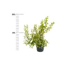 Attēlu rezultāti vaicājumam “Chamaedaphne calyculata”