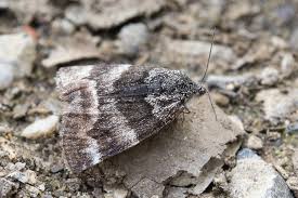 Attēlu rezultāti vaicājumam “Epirranthis diversata imago”