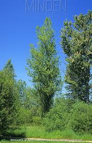 Attēlu rezultāti vaicājumam “Populus x berolinensis”