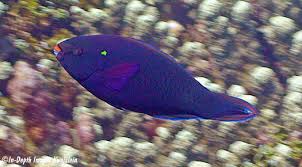 Image result for Scarus niger