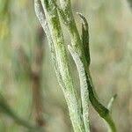 Attēlu rezultāti vaicājumam “Helichrysum arenarium bud”
