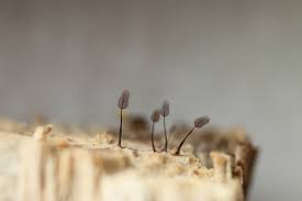 Attēlu rezultāti vaicājumam “Comatricha laxa macro”