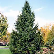 Attēlu rezultāti vaicājumam “Picea abies”