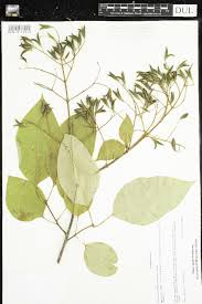 Attēlu rezultāti vaicājumam “Syringa reticulata subsp. amurensis”