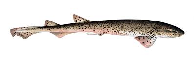 Image result for Scyliorhinus stellaris