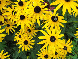 Attēlu rezultāti vaicājumam “Rudbeckia hirta var. hirta leaf”