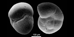 Attēlu rezultāti vaicājumam “Fuligo gyrosa macro”