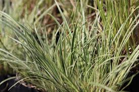 Attēlu rezultāti vaicājumam “Cychramus variegatus”