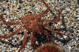 Image result for Lithodes maja
