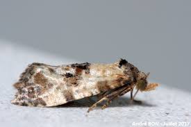 Attēlu rezultāti vaicājumam “Cochylis dubitana”