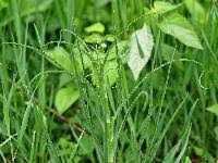 Attēlu rezultāti vaicājumam “Tragopogon pratensis subsp. pratensis leaf”