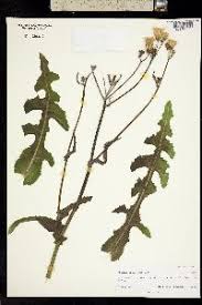 Attēlu rezultāti vaicājumam “Sonchus arvensis subsp. uliginosus fruit”