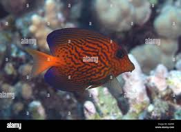 Image result for Ctenochaetus hawaiiensis