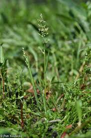 Image result for rosa aquatica