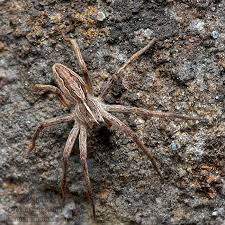 Attēlu rezultāti vaicājumam “Pisaura mirabilis”