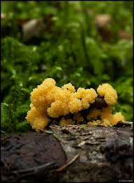 Attēlu rezultāti vaicājumam “Fuligo candida macro”