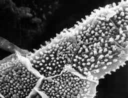 Attēlu rezultāti vaicājumam “Platydictya jungermannioides macro”