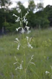 Attēlu rezultāti vaicājumam “Silene nutans”