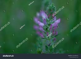 Attēlu rezultāti vaicājumam “Ononis arvensis bud”