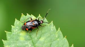Attēlu rezultāti vaicājumam “Deraeocoris ruber”