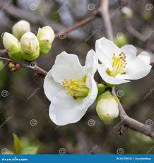 Attēlu rezultāti vaicājumam “Cerasus bud”