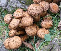 Attēlu rezultāti vaicājumam “Pholiota squarrosa”