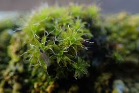 Attēlu rezultāti vaicājumam “Syntrichia ruralis var. ruralis”