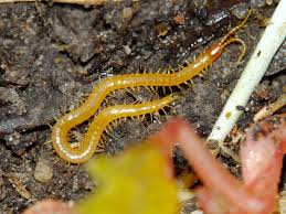 Attēlu rezultāti vaicājumam “Geophilidae”