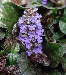 Attēlu rezultāti vaicājumam “Ajuga reptans leaf”