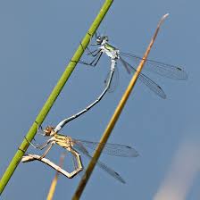 Attēlu rezultāti vaicājumam “Lestes sponsa”