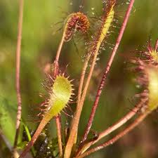 Attēlu rezultāti vaicājumam “Drosera anglica leaf”