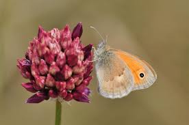 Attēlu rezultāti vaicājumam “Coenonympha pamphilus upperside”