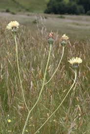 Attēlu rezultāti vaicājumam “Hypochaeris maculata flower”