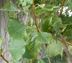 Attēlu rezultāti vaicājumam “Populus nigra Italica leaf”
