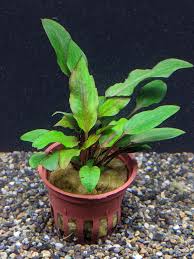 Attēlu rezultāti vaicājumam “Cryptocala chardinyi”